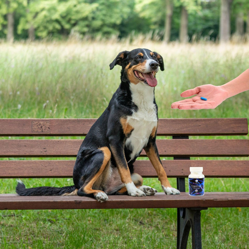 Dr. Fossum's CogniCaps Dog Cognitive Supplement – Multivitamin for Dogs Brain Health with SAM-e, Coenzyme Q10, Polygala, Curcumin – Senior Dog Supplements for Cognitive Support 30 lbs & under - PawsPlanet Australia