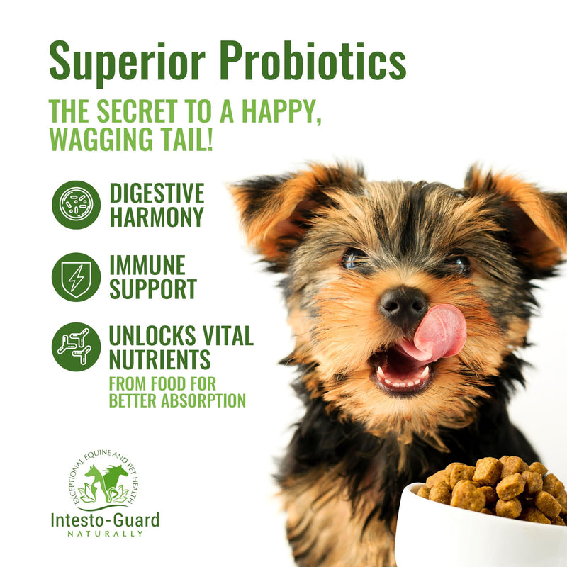 Intesto Guard Probiotics Paste 60ML/60cc Tube for Dogs & Cats Helps with Dog Diarrhea, Immune Supplements, with IgY antibodies & Made in USA - PawsPlanet Australia