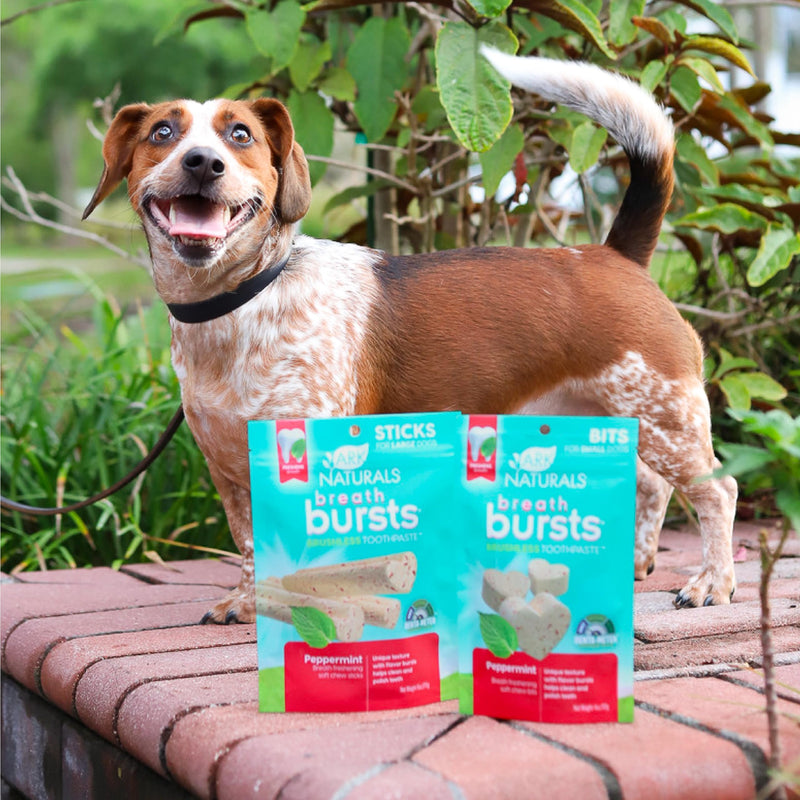 ARK NATURALS Breath Bursts Brushless Toothpaste, Dog Dental Sticks for Large Breeds, Unique Texture Helps Clean Teeth & Freshen Breath, Peppermint, 6 oz, 1 Pack 6 Ounce (Pack of 1) - PawsPlanet Australia