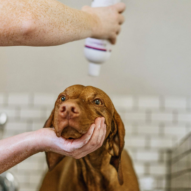 Cedar Suds Pet Shampoo Original Cedar Scent (Pint (16oz)) - PawsPlanet Australia