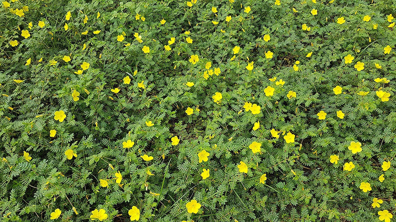 [Australia] - Tribulus Terrestis | Nerunjil Powder | 300gm Pack of 1 
