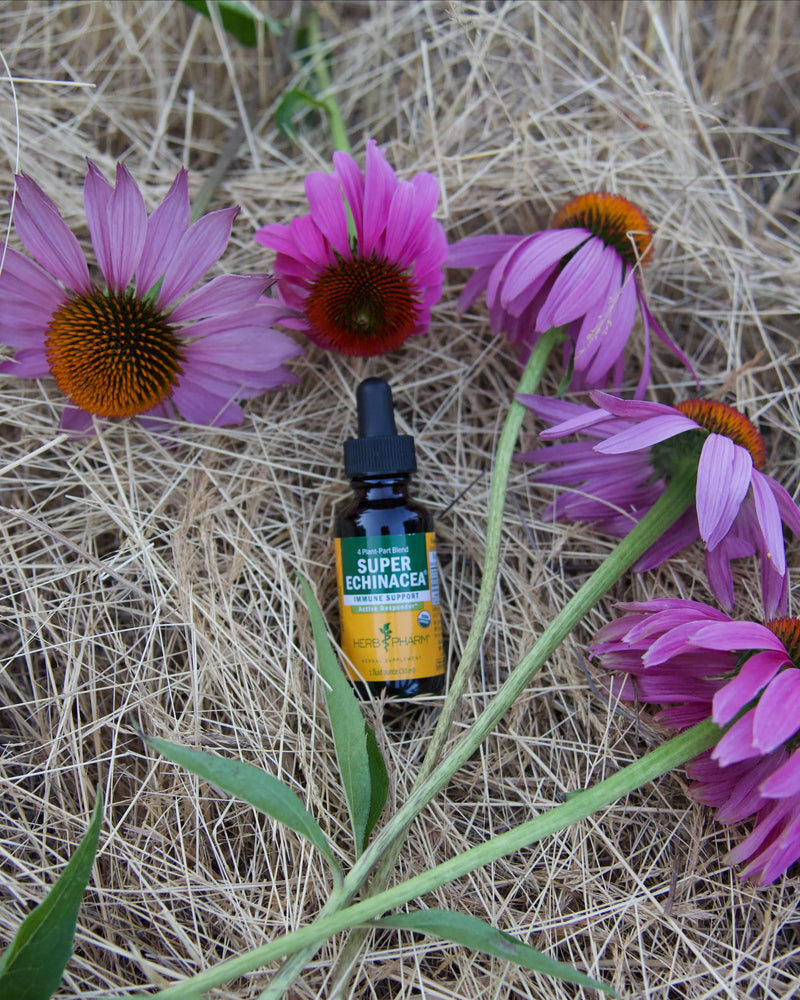 [Australia] - Herb Pharm Certified Organic Super Echinacea Liquid Extract for Active Immune System Support - 4 Oz 4 Fl Oz (Pack of 1) 