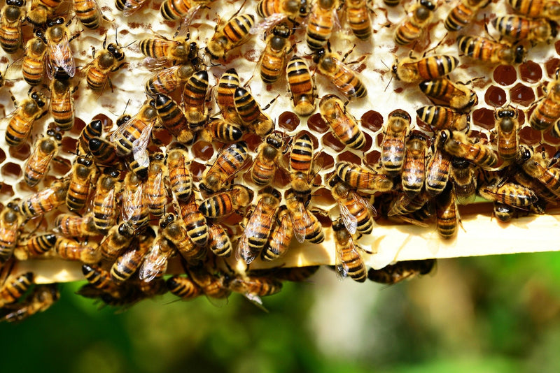 [Australia] - Propolis from ImkerPur, 100g, antibacterial, residue-free, directly from the apiary (raw propolis (in pieces)) 