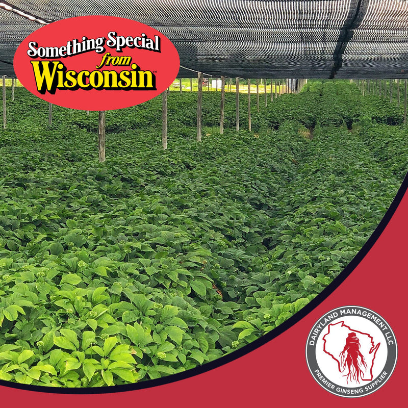 [Australia] - Dairyland American Ginseng Slices - 4 oz Pack Wisconsin Ginseng Slices - Authentic American Ginseng - Non-GMO, Gluten Free Ginseng Root Slices - Use This Herbal Supplement in Soup, Tea, Congee 4 Ounce (Pack of 1) 