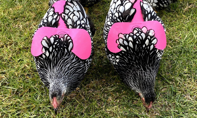DOWN UNDER OUTDOORS 4 Pack Very Very Small PVC Chicken Saddles, Bantams, Young Birds Pink - PawsPlanet Australia