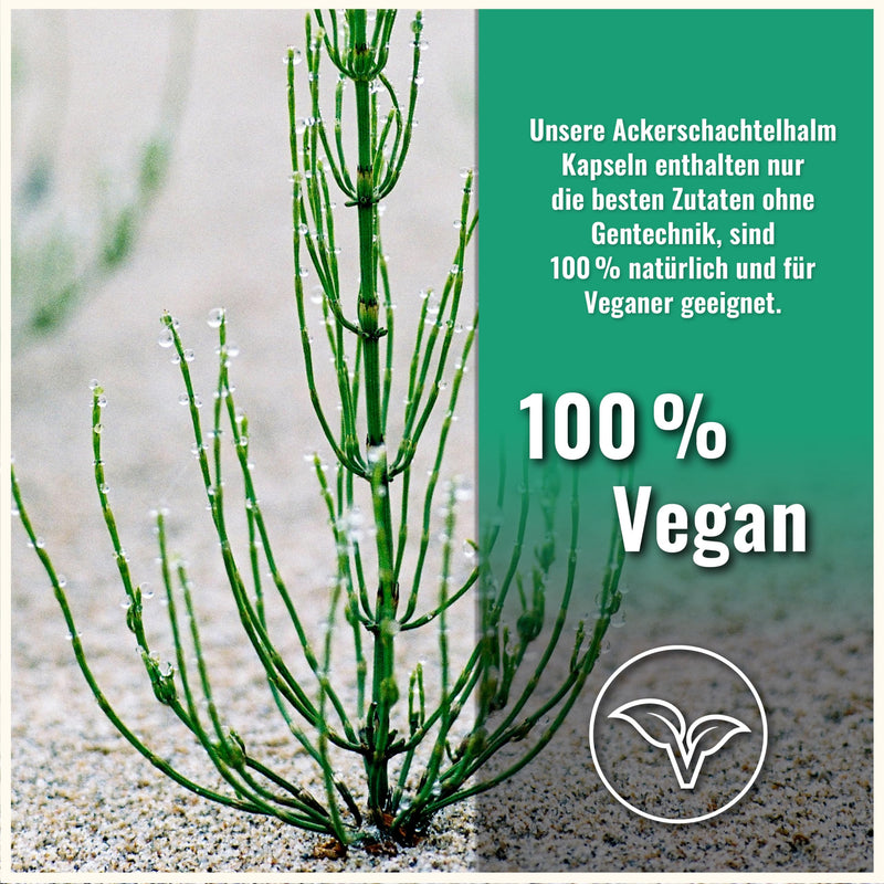 [Australia] - Field horsetail capsules - 500mg per capsule - 180 capsules - horsetail - vegan - field horsetail extract 