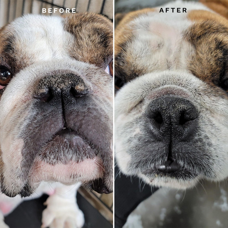 Eye Envy Bulldog Wrinkle Cleaner & Nose Care Kit. Bulldog Wrinkle Wipes, Tear Stain Powder, Applicator Brush & Dog Nose Balm. Cleans Skin Folds. Removes Stains. Helps Cracked Noses. Made in USA - PawsPlanet Australia