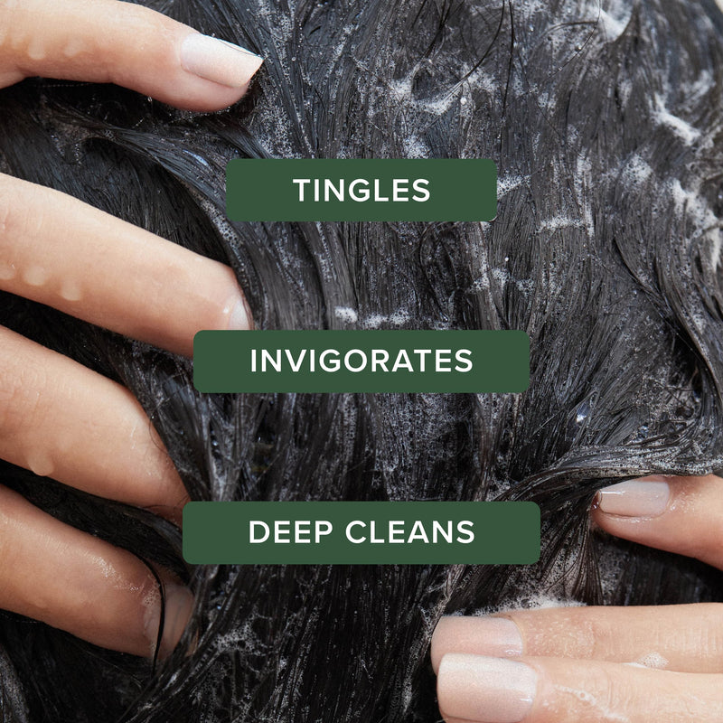 Tea Tree Special Shampoo, Deep Cleans, Refreshes Scalp, For All Hair Types, Especially Oily Hair 10.14 Fl Oz (Pack of 1)