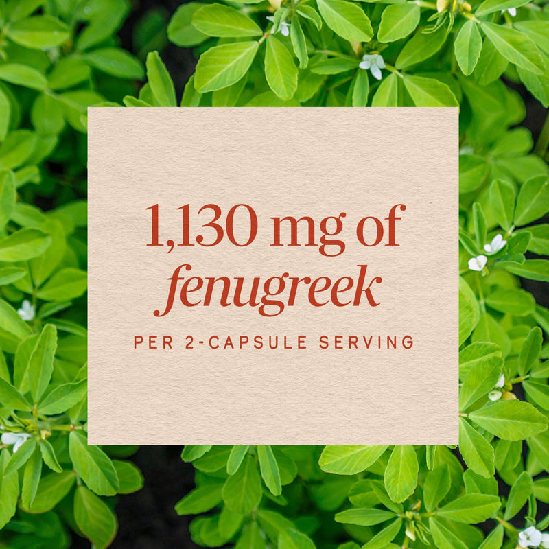 Nature's Way Fenugreek Seed Capsules, Traditional Lactation Support*, 320ct | Traditional Breast Milk Production Support*, Traditionally Used to Soothe Digestion*, Non-GMO Project Verified, Vegan 320 Count (Pack of 1)