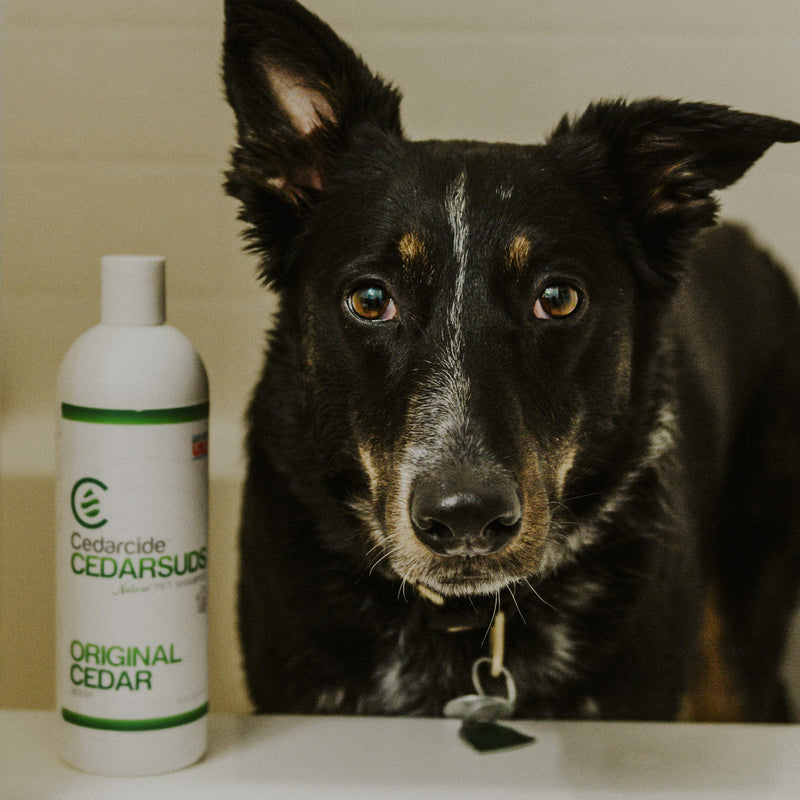 Cedar Suds Pet Shampoo Original Cedar Scent (Pint (16oz)) - PawsPlanet Australia