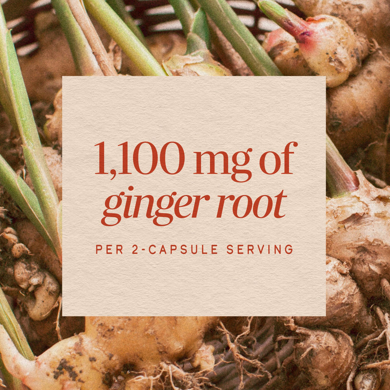 Nature's Way Ginger Root Capsules,1,100 mg per Serving, Vegan, 240 ct | Non-GMO Project Verified Ginger Supplement for Digestive Comfort and Motion-related Nausea Support*, 240 Capsules 240 Count (Pack of 1)