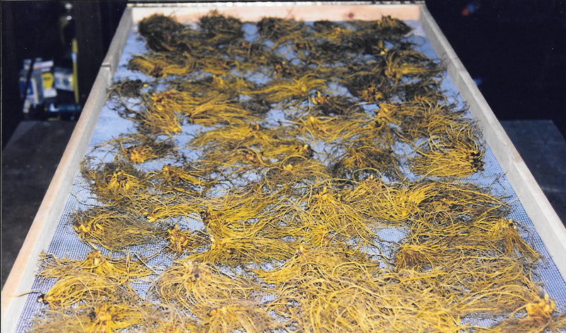 [Australia] - Goldenseal Root Powder 7gm = 1/4 oz. **USA grown & packaged** 0.25 Ounce (Pack of 1) 