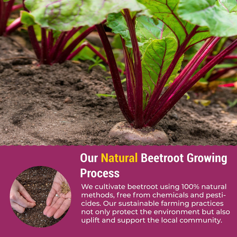 [Australia] - eHerbal 100% Plant Based Pure Freeze Dried Beet Root Powder Packets, Beet Juice for High Blood Pressure, Nitric Oxide Booster, Boost Clean Energy Drink Mix, Non-GMO, 20 Convenient stickbags 