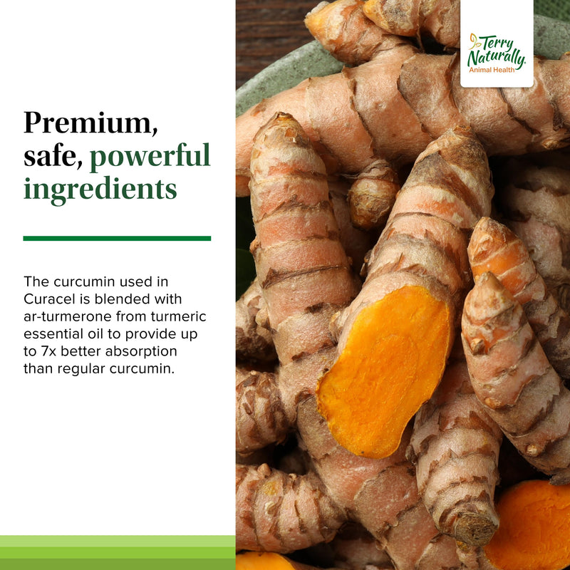 [Australia] - Terry Naturally Curacel Curcumin - Health Supplement for Dogs - Pet Curcumin Dog Supplies - Cellular Health Supplement with Antioxidants - 60 Softgels Standard Packaging 