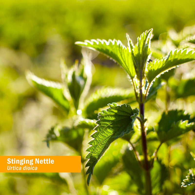 [Australia] - Herb Pharm Stinging Nettle Blend Liquid Extract - 4 Ounce 