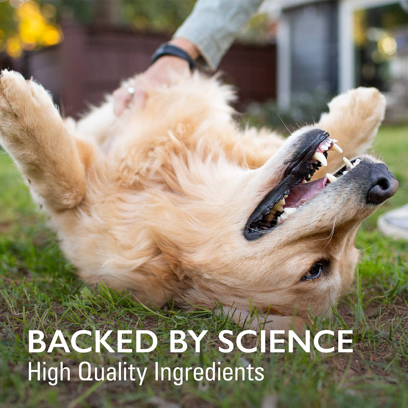 Nutramax Laboratories Nutramax Imuquin Immune Health Supplement Powder for Dogs, with Beta Glucans, Marine Lipids, Vitamins and Minerals, 30 Packets, Updated Version - PawsPlanet Australia