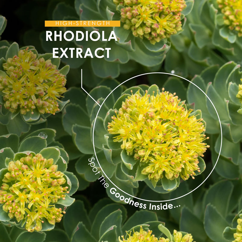Rhodiola Rosea Extract 5000mg - 3% Rosavins 1% Salidroside - 60 Vegan Capsules – Made with BioPerine® for Enhanced Absorption – By Alpha01