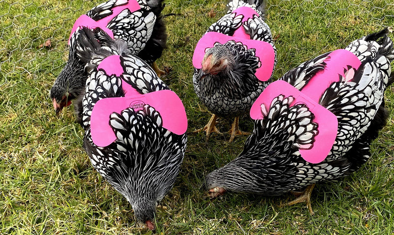 DOWN UNDER OUTDOORS 4 Pack Very Very Small PVC Chicken Saddles, Bantams, Young Birds Pink - PawsPlanet Australia
