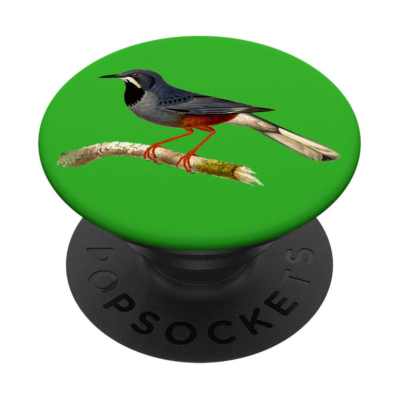 Western Thrush Bird Standard - PawsPlanet Australia
