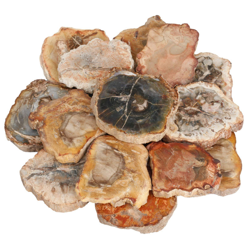 SUNYIK 1.5"-3" Pack of 4 Irregular Natural Petrified Wood Slab Slice | Raw Petrified Wood Stone Mineral Specimen, Healing Crystal Slab Wood Piece for Meditation Home Office Decor Altar Collection