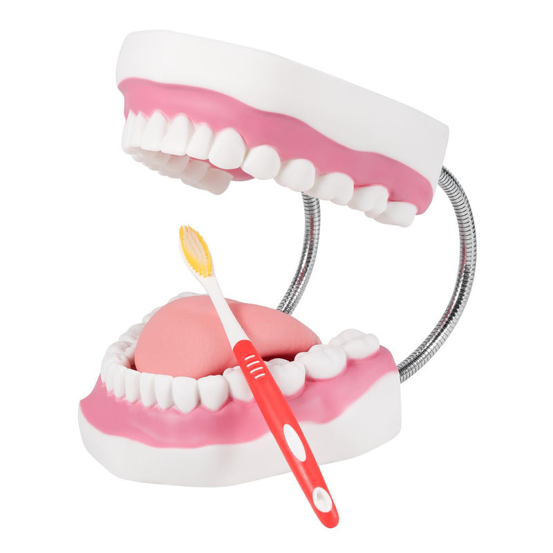 [Australia] - Annhua Large Anatonmical Teeth Model 6 Times Dental Hygiene Teeth Models, Dentist Teaching Oral Care Model with Detachable Tongue and Denture Toothbrush 6 Times Brushing Tooth Model 