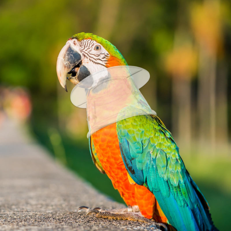 Bird Collar Pet Parrot -bite Collar, -Grab Feather Lick Wound Healing Safety Practical Neck Cover for Macaw African Budgies Parakeet Cockatiel Large - PawsPlanet Australia