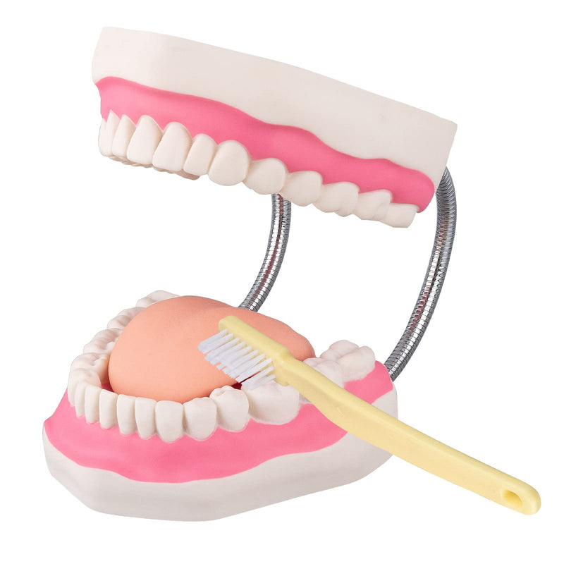 [Australia] - Tooth Brushing Model - 6 Time Tongue Teeth Model Mouth Model for Speech Therapy Kids Dental Care Teaching Demonstration Model 