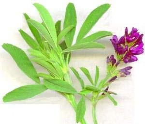 [Australia] - Herbal Magic's 100% Pure & Natural Alfalfa Leaf Powder | Rich in Vitamin C,A | Calcium |Antioxidants | Green Superfood | for Smoothies | Non-GMO | (Alfalfa Leaf Powder - Pack 1) Alfalfa Leaf Powder - Pack 1 