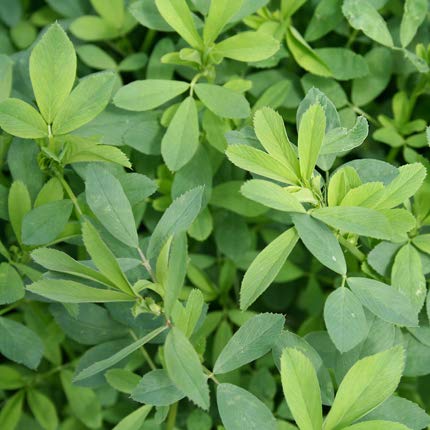 [Australia] - Herbal Magic's 100% Pure & Natural Alfalfa Leaf Powder | Rich in Vitamin C,A | Calcium |Antioxidants | Green Superfood | for Smoothies | Non-GMO | (Alfalfa Leaf Powder - Pack 1) Alfalfa Leaf Powder - Pack 1 