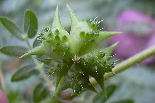 [Australia] - Certified Tribulus Terrestris Powder /Gokhru Powder Whole Plant Used (Tribulus Terrestris Powder/Gokhru Powder, 100g) 100 g (Pack of 1) 