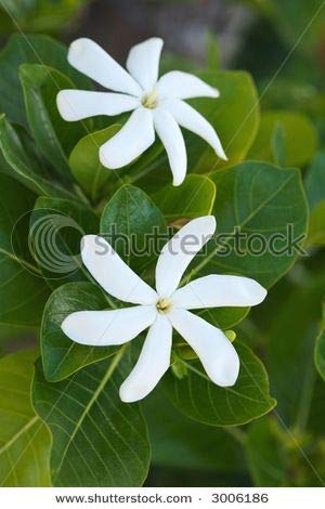 [Australia] - Mono'i de Tahiti'- Double Tiare' Scent-100% Natural-LIMITED EDITION-8 ounce 