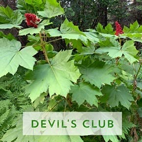 [Australia] - Lavender Devil's Club Salve, Snowy Summit, Salve, Pain Relief, Natural Relief, Devil's Club, All Natural, Herbal Salve, Alaska Devil's Club Salve 