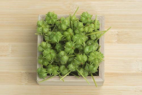 [Australia] - Certified Tribulus Terrestris Powder /Gokhru Powder Whole Plant Used (Tribulus Terrestris Powder/Gokhru Powder, 100g) 100 g (Pack of 1) 