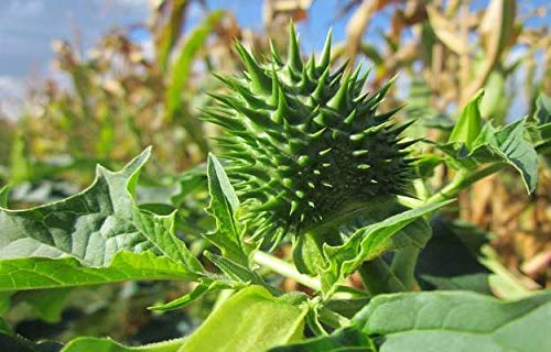 [Australia] - Certified Tribulus Terrestris Powder /Gokhru Powder Whole Plant Used (Tribulus Terrestris Powder/Gokhru Powder, 100g) 100 g (Pack of 1) 