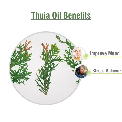 [Australia] - Thuja Oil (Thuja Orientali) Essential Oil 100% Pure & Natural - Undiluted Uncut Cold Pressed Aromatherapy Premium Oil - Therapeutic Grade - 15 ML 