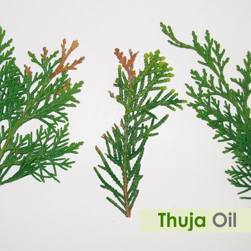 [Australia] - Thuja Oil (Thuja Orientali) Essential Oil 100% Pure & Natural - Undiluted Uncut Cold Pressed Aromatherapy Premium Oil - Therapeutic Grade - 15 ML 