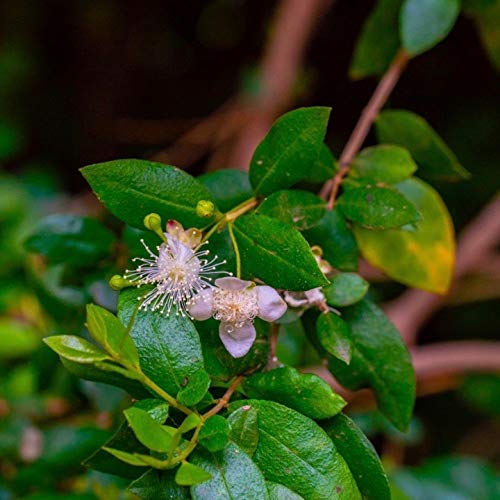 [Australia] - Peruvian Myrtle Essential Oil – 100% Pure. Wild, Sustainably Sourced. Therapeutic Grade – 10ml/0.33 Fl Oz. Arrayán (Luma chequen). Peru 