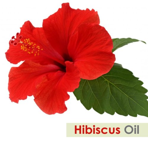 [Australia] - Hibiscus Oil (Hibiscus Sabdariffa L) Therapeutic Essential Oil by Salvia Amber Bottle 100% Natural Uncut Undiluted Pure Cold Pressed Aromatherapy Premium Oil - 15ML/ 0.5 fl oz 0.51 Fl Oz (Pack of 1) 