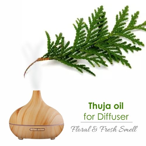 [Australia] - Thuja Oil (Thuja Orientali) Essential Oil 100% Pure & Natural - Undiluted Uncut Cold Pressed Aromatherapy Premium Oil - Therapeutic Grade - 15 ML 