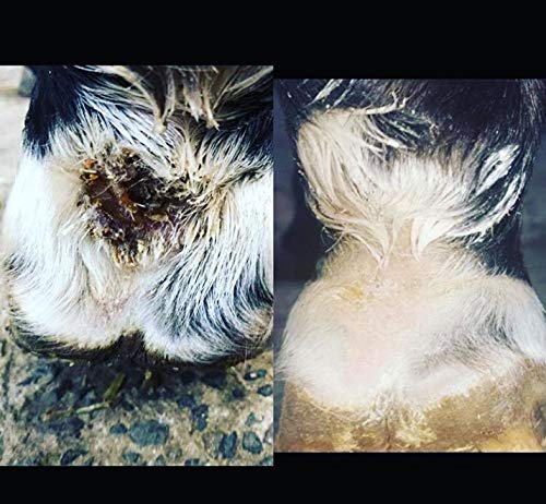 [Australia] - Biteback Products 'Quick-Silver' Cleanse & Protect Lotion For Horse & Dog Skin, 500ml 