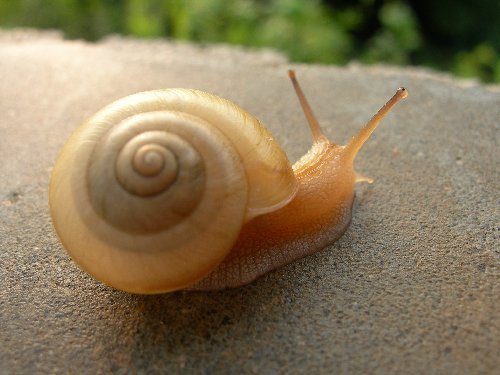 [Australia] - Elicina PLUS Crema de Caracol Snail Cream with Moisturizer 1.3 oz (40g) 