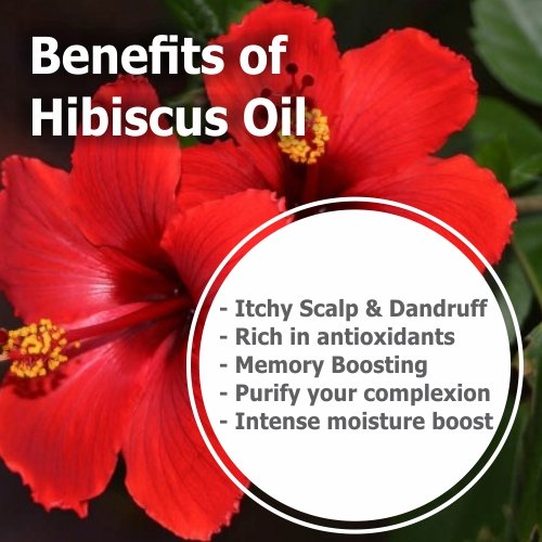 [Australia] - Hibiscus Oil (Hibiscus Sabdariffa L) Therapeutic Essential Oil by Salvia Amber Bottle 100% Natural Uncut Undiluted Pure Cold Pressed Aromatherapy Premium Oil - 15ML/ 0.5 fl oz 0.51 Fl Oz (Pack of 1) 