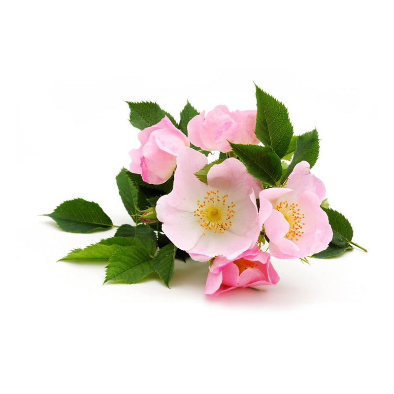 [Australia] - 100% Organic cold pressed Rosehip oil - 100ml - Pure, Natural, from organic farming - Aroma Labs 100 ml 