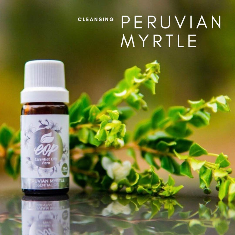 [Australia] - Peruvian Myrtle Essential Oil – 100% Pure. Wild, Sustainably Sourced. Therapeutic Grade – 10ml/0.33 Fl Oz. Arrayán (Luma chequen). Peru 