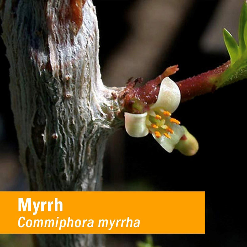 [Australia] - Herb Pharm Myrrh Liquid Extract for Immune System Support - 1 Ounce (DMYRR01) 1 Fl Oz (Pack of 1) 