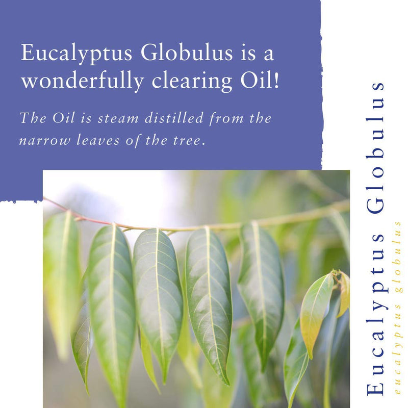 [Australia] - Absolute Aromas Eucalyptus Essential Oil 30ml - 100% Pure, Natural and Undiluted - an Antiseptic and Antibacterial Oil to Soothe and Clear - for use in Diffusers and Aromatherapy 