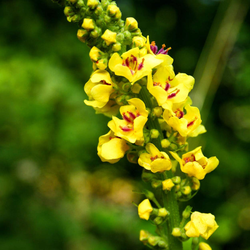 [Australia] - Nature's Answer Mullein Leaf | Herbal Supplement | Supports Healthy Respiratory Function & Healthy Mucous Membranes | Non-GMO & Kosher | Gluten-Free & Alcohol-Free 1oz 1 Fl Oz (Pack of 1) 