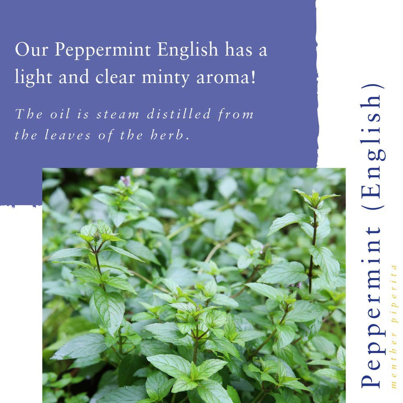 [Australia] - Absolute Aromas Peppermint, English Essential Oil 30ml - 100% Pure, Natural, Undiluted, Vegan and Cruelty-Free - for use in Diffusers and Aromatherapy Blends (30ml) 