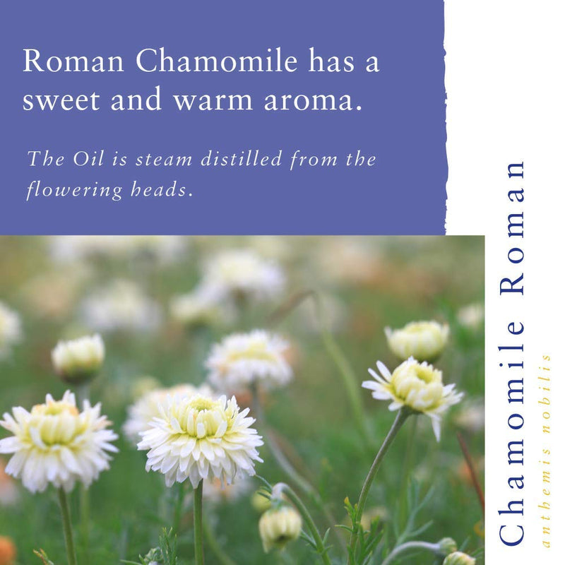 [Australia] - Absolute Aromas Roman Chamomile Essential Oil 10ml - 100% Pure, Natural, Vegan, Undiluted and Cruelty-Free - for use in a Diffuser and Aromatherapy Blends 