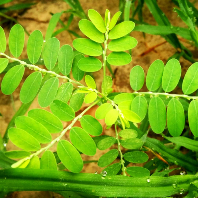 [Australia] - SVATV Herbal Bhumi Amla Powder (Phyllanthus Niruri) Chanca Piedra Herb | Antioxidant - 227g, 8oz, 0.5 Lbs 